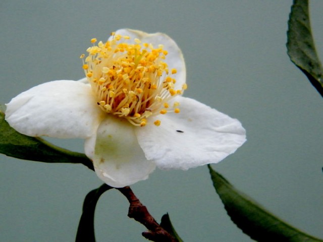 小特写DSCF5475.JPG