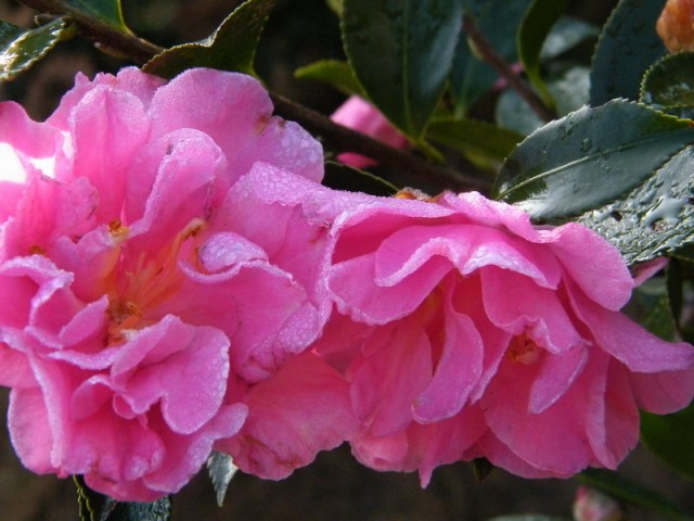 DSCF5792.JPG