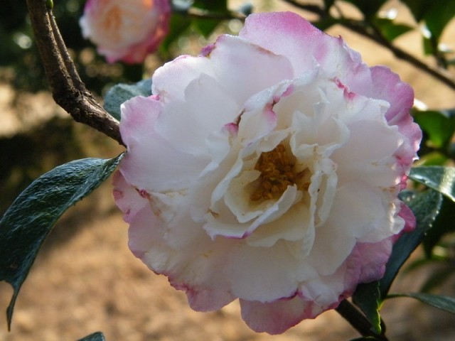 DSCF5803.JPG
