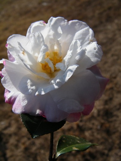 DSCF5959.JPG