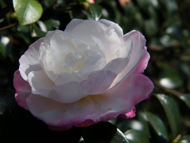 DSCF5962.JPG