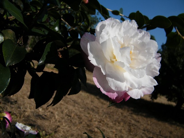 DSCF5964.JPG