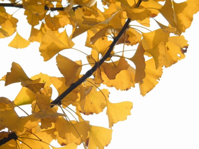DSCF6232.JPG