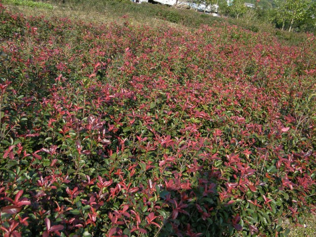 DSCF7980.JPG