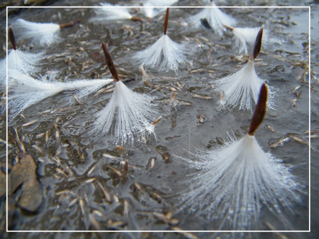 冰花DSCF8981.JPG