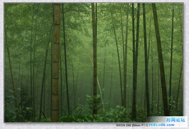 大公山竹林.jpg