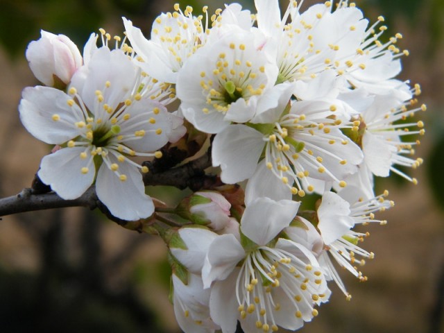 03樱桃花DSCF0261.JPG