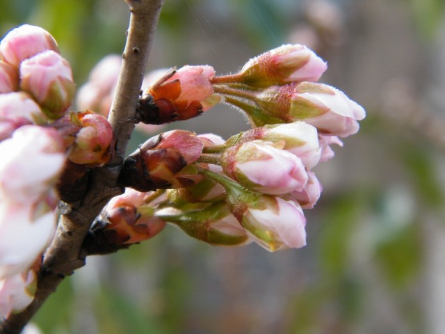 07樱桃花DSCF0251.JPG