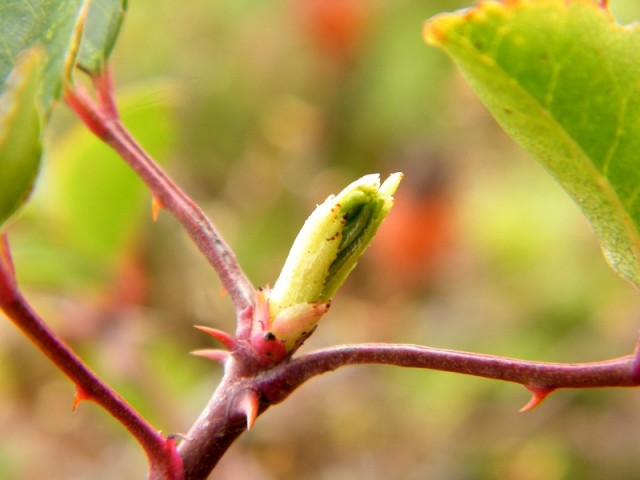 DSCF0306.JPG
