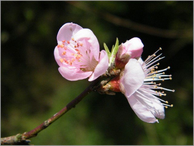 2DSCF0754.JPG