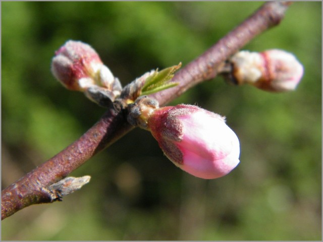 1DSCF0758.JPG