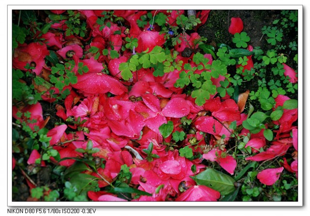茶花01.jpg