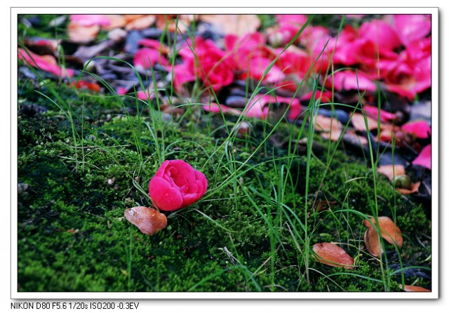 茶花10.jpg