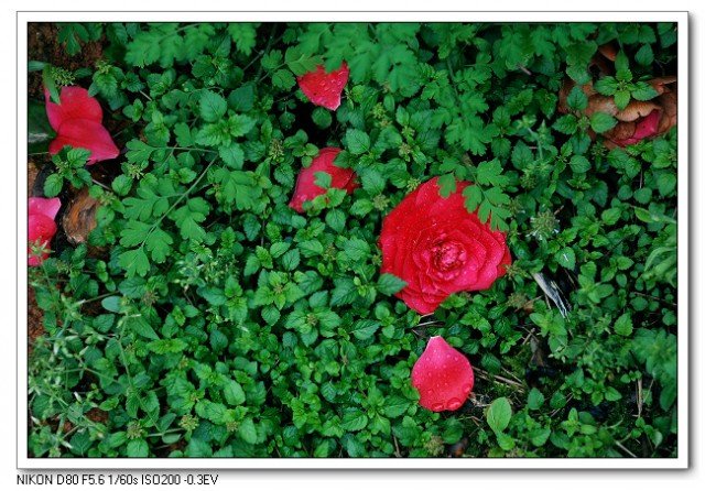 茶花03.jpg
