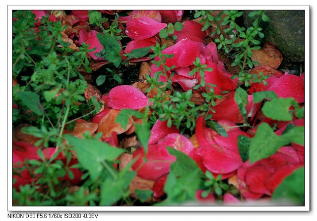 茶花19.jpg