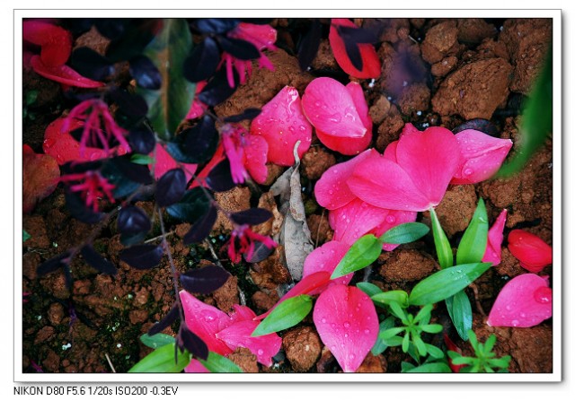 茶花05.jpg