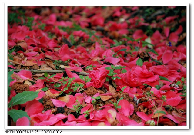 茶花14.jpg