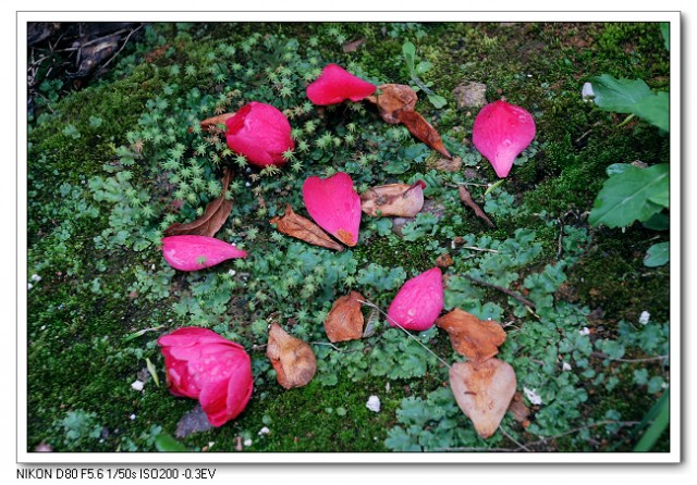 茶花07.jpg