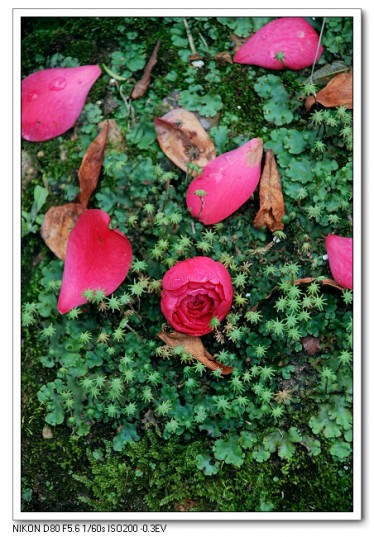 茶花08.jpg