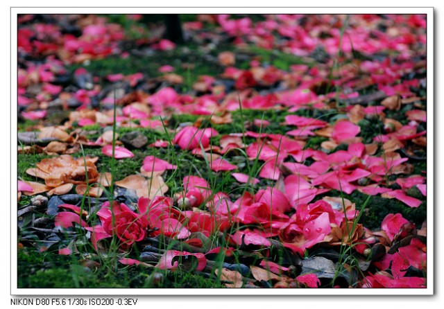 茶花11.jpg