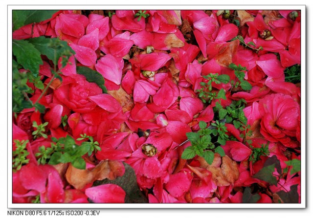 茶花02.jpg