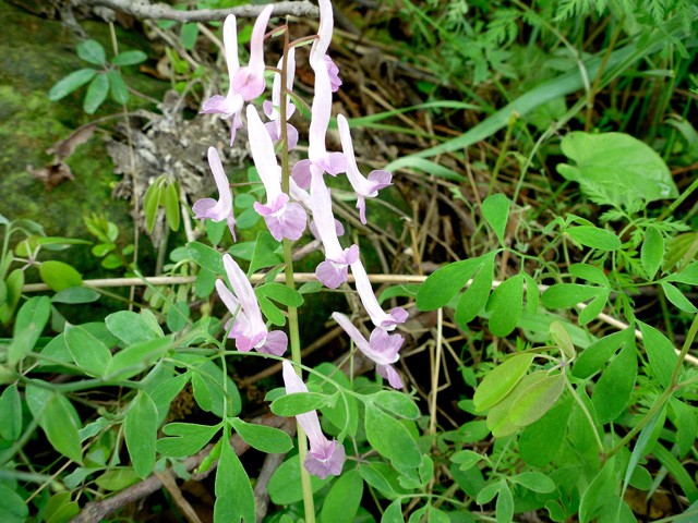 SDC10487.JPG