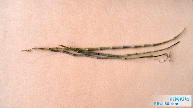 DSCF1947.JPG