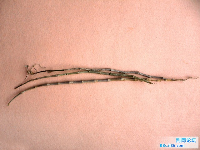 SDC10372.JPG