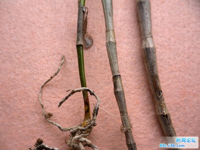 SDC10371.JPG