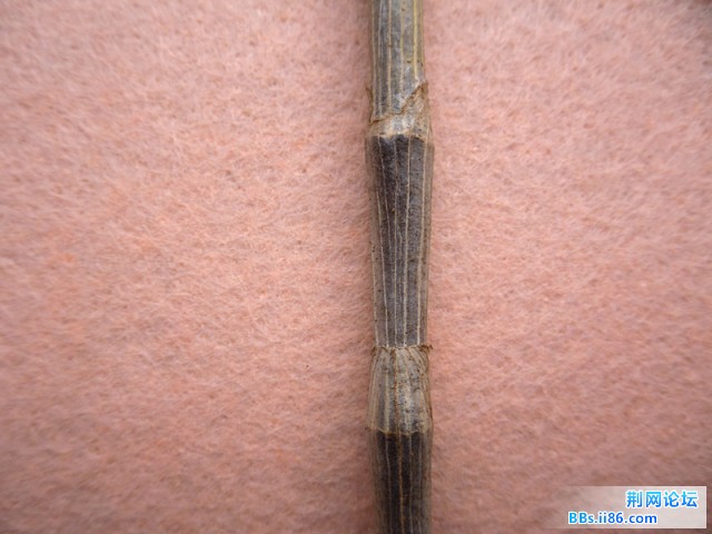 SDC10370.JPG