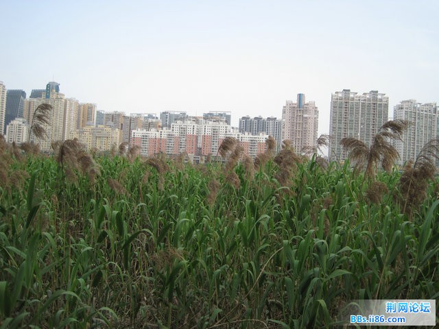 IMG_5452.jpg
