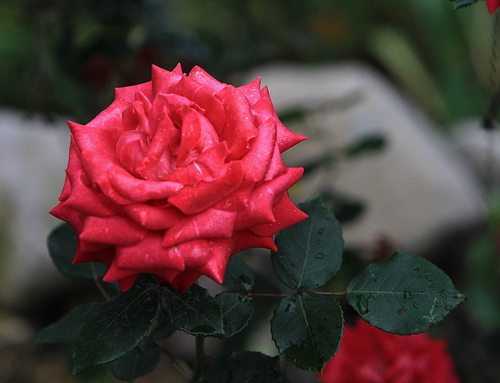 BI0E0959.JPG