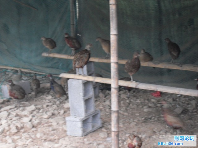 SDC10262.JPG