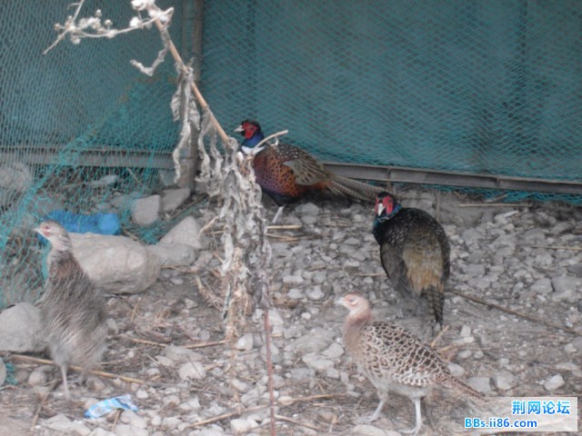 SDC10269.JPG
