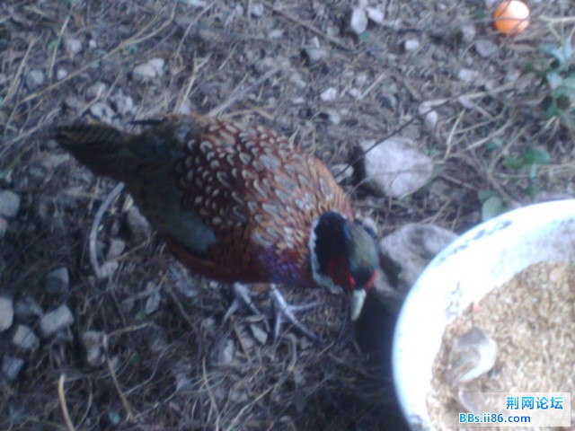 20090914033.jpg