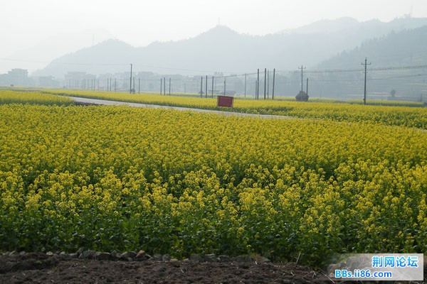镇安乡油菜花组照20100312－6(下泮村的油菜)（DSCF1345）.JPG