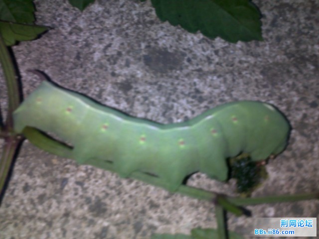20100814206.JPG