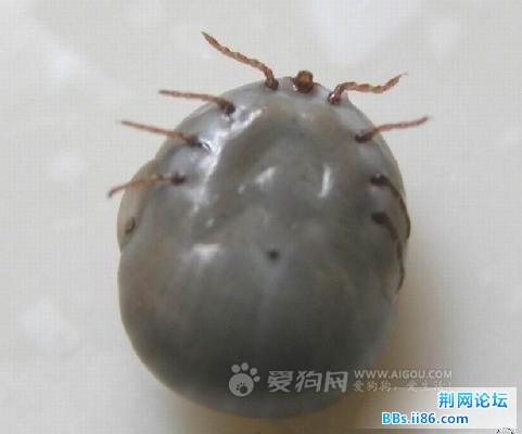 蜱虫
