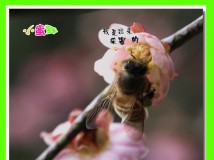 小蜜蜂采密忙