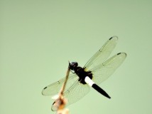 蜻蜓