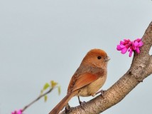 无锡赏花(续)