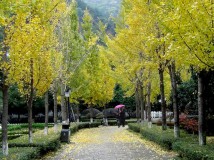 冬雨天的东塔公园的景像