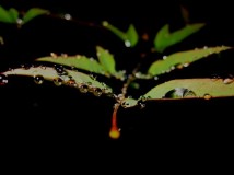 雨后的南天竺