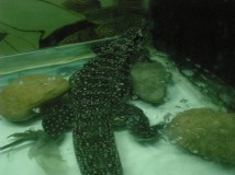 鳄鱼