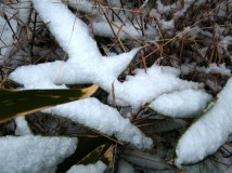 洁白皓雪盖满地