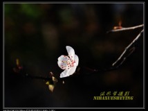 尼康D90 + 18-105套头拍花