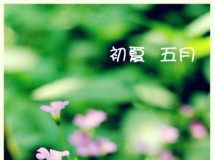 初夏  五月