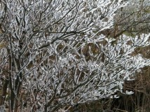 冰雪银树