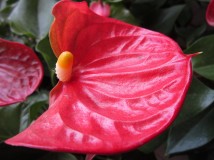 红手掌花