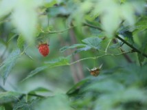 野果－‘牛奶扎公’